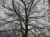 Winter Tree Standing in Mixed Precipitation, Medford