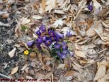 Spring's First Flowers in Wellsville, Island Park
