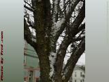 Unhappy Tree With April Snow, Wellsville, New York