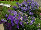 Purple Power! Flowers, Medford, Massachusetts