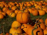 Pumpkin Study, Chris's Farm Stand, Peabody, Massachusetts