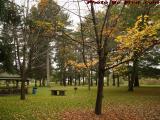 Island Park Leaf Loss in Cloudy Fall Weather, Wellsville
