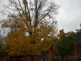 Fall Foliage In Rainy Weather, Wellsville, New York