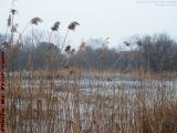 Damp Winter Reeds, Alewife Brook Greenway, Arlington