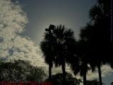 Palms Silhouetted on Morning Sun, Plantation, Florida