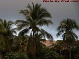 Loaded Coconut Palms Under Heavy Skies, Plantation