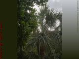 Palms Off the Balcony on a Gray Day, Plantation, Florida