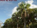 Palms on Partly Cloudy Skies, Sawgrass Mills, Sunrise