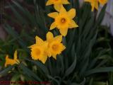 Daffodils in Shadow Light, Wellsville, New York