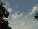 Crane Flying in Late Afternoon Light, Sawgrass Mills