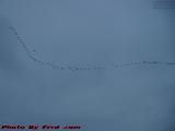 Geese Fleeing Winter's Weather, Wellsville, New York