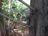 Squirrel, Eating, Volunteer Memorial Park, Plantation