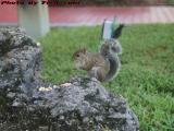 Feeding Squirrel, Sunrise, Florida