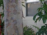 Lizard Hiding From Penny on Patrol, St. Tropez Apartments