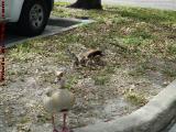 Duck Family With Newly Hatched Duckings, Plantation Pointe