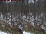 Wooded Run in Light Snow, Wellsville (cross eye stereo)