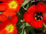 Red Pansies, Brookline