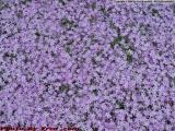 A Bed of Purple Phlox, Commonwealth Avenue