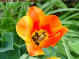 Red Pansy, Commonwealth Avenue