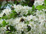 Pollination, Commonwealth Avenue
