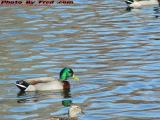 Ducks in Calm Ripples, Boston Public Gardens