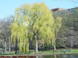 Weeping Willow, Early Spring, Boston Public Gardens
