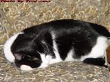 Skitter Resting Comfortably, Groveland, NY