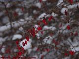 Winter Bayberries, Detail, Groveland, NY