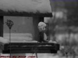Summer's Memories in Snow, Detail, Groveland, NY