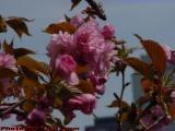 Flowering Cherry Blooms, Cambridge