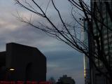 Bare Tree at Sunset, Huntington Avenue, Boston