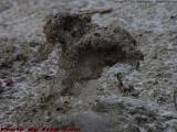 Natural Sculpture #1, Commonwealth Avenue Mall, Boston