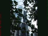 Leaves, Glass and Reflections, Financial District