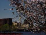 Cherry Blossoms and Cambridge Power, from Esplanade
