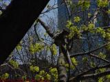 Spring Squirrel, near Hatch Shell