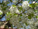 Morning Apple Blossoms, Somerville