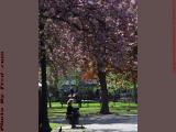 A Pensive Spring Moment, Boston Public Gardens