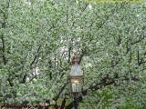 Spring Blooms and Gas Lamp, Comm. Ave., Boston