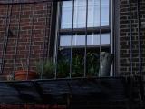 Fire Escape with Plants, East Boston