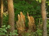 Forested Stump Study, Groveland, NY