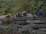 Cool Frogs in the Rock Garden, Groveland, NY