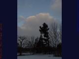 Winter Morning Pine and Clouds, Groveland, NY