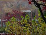 Late Autumn Colors on a Cloudy Day, Cambridgeside