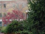 Autumn Leaves and Evergreens, Cambridgeside