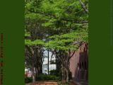 Shaded Glade, at Mariott Long Wharf