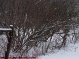 Grape Arbor and Bushes in Snow, Groveland, NY