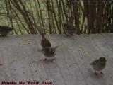 LBJs Picking Up Seeds, Groveland, NY