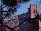 Condos Framed by Pine, Rogers Street, Cambridge