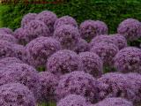Purple Allium Globes, Boston Public Garden