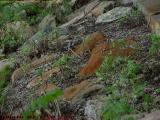 Rusted Rocks, Esplanade